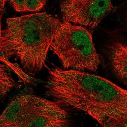 SH3MD4 Antibody, Novus Biologicals:Antibodies:Primary Antibodies